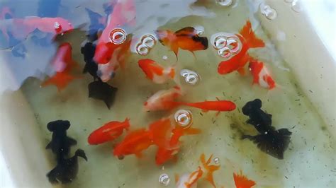 養金魚的數量|新手飼養金魚 哪些事要知道？ – 寵物百科